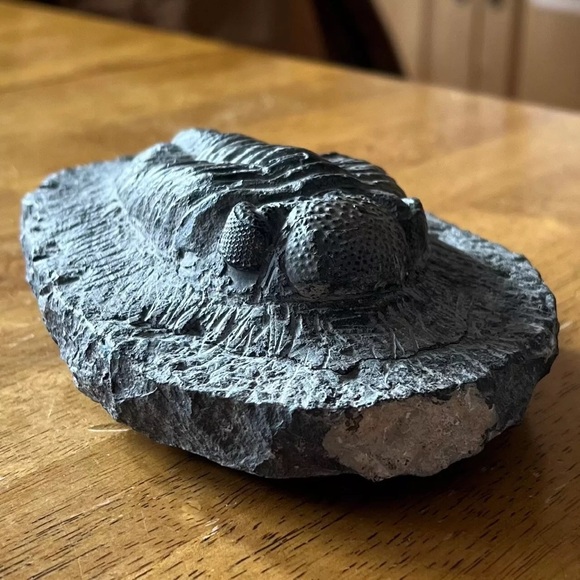 Trilobite fossil - Picture 6 of 14